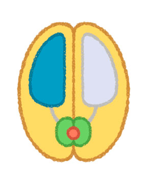 brain asperger L