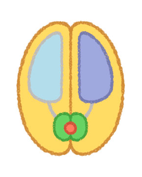 brain asperger R