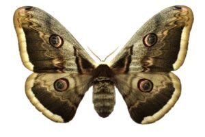 confidence moth