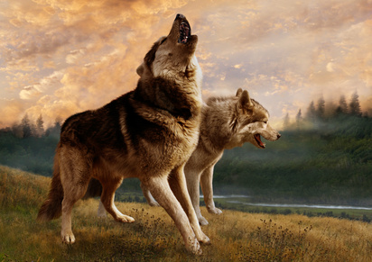 A pair of wolves inspect their possessions
