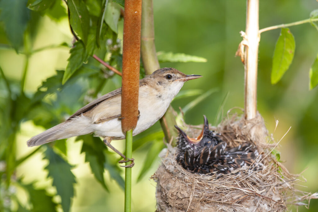 cuckoo in nest
